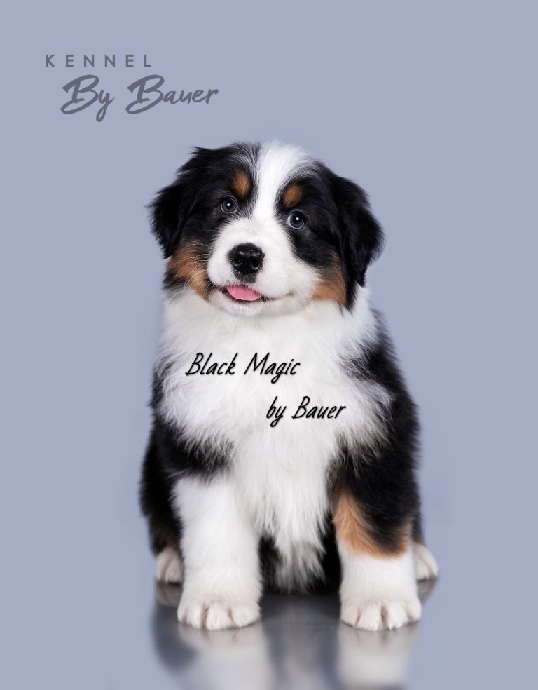 Black Magic by Bauer (КФ) ~