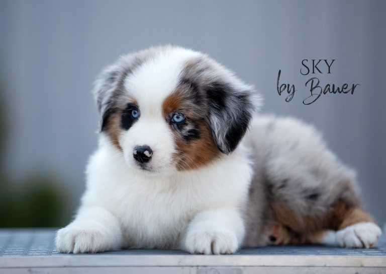 Sky by Bauer ~