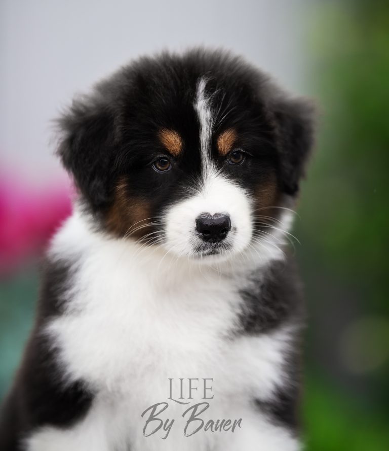 Life by Bauer ~