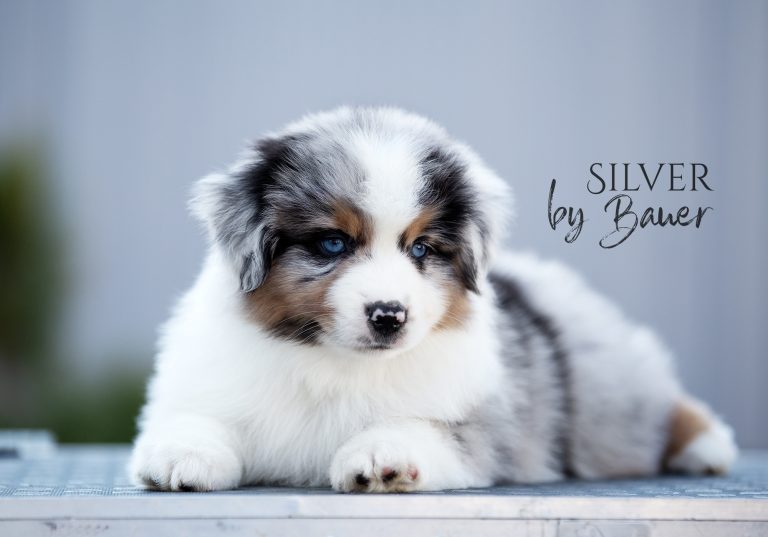 Silver by Bauer ~