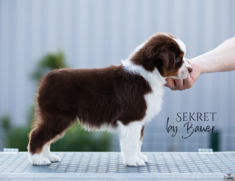 Sekret by Bauer ~