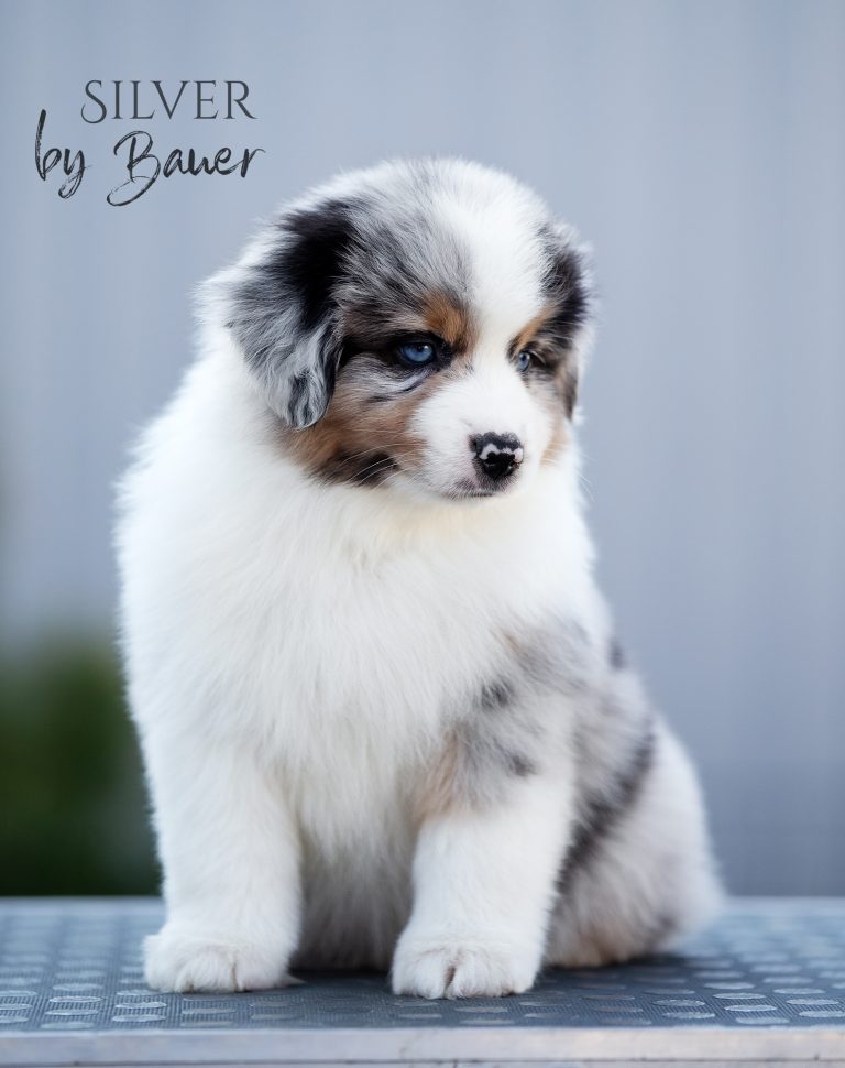 Silver by Bauer ~