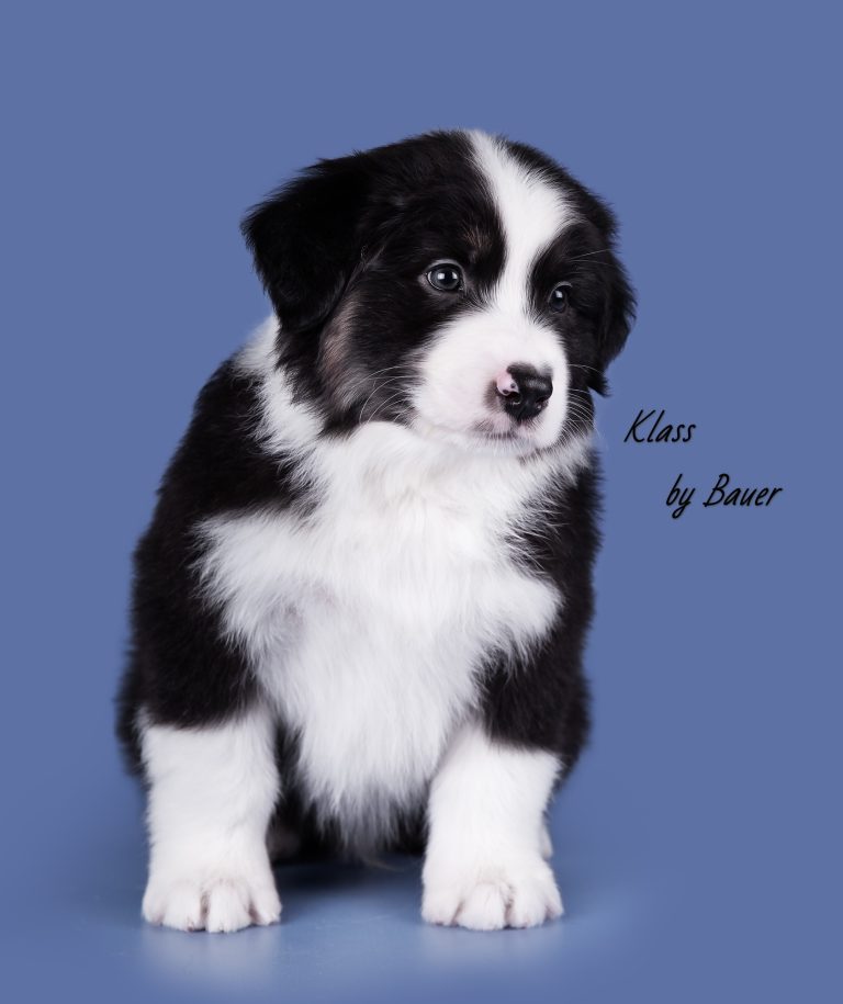 Klass by Bauer ~
