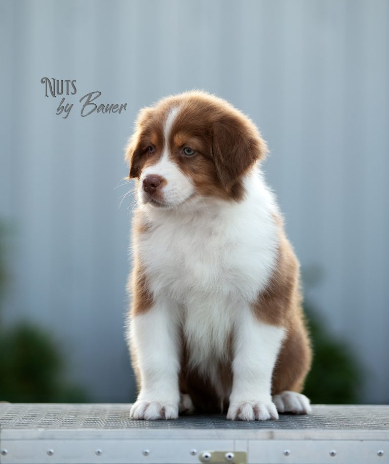 Nuts by Bauer ~