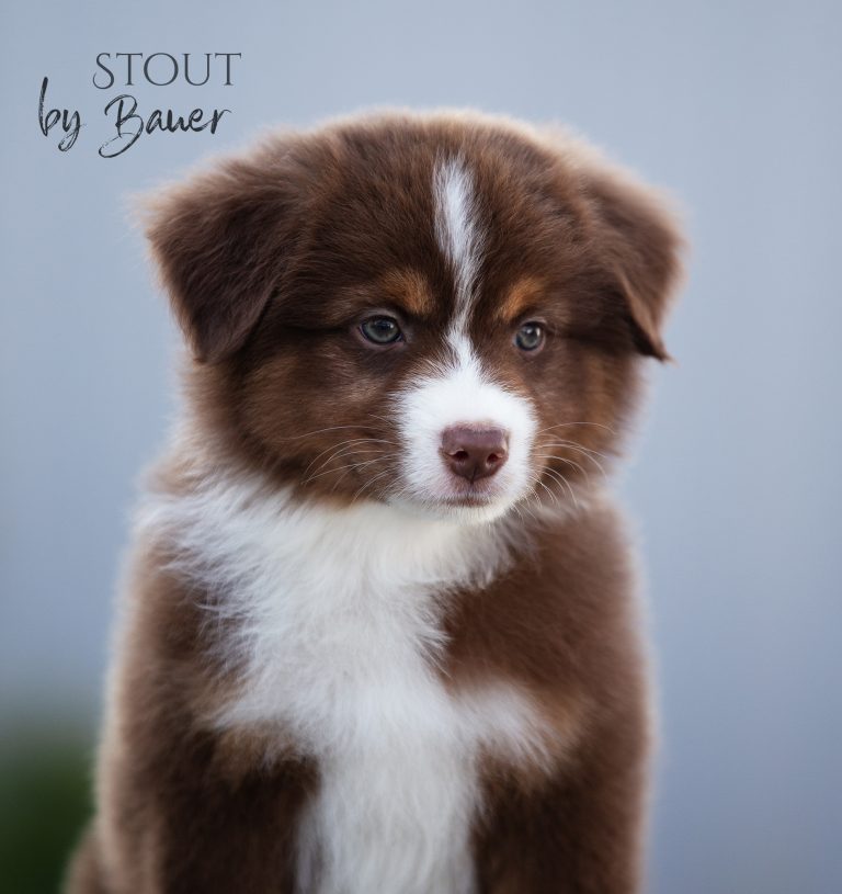Stout by Bauer ~