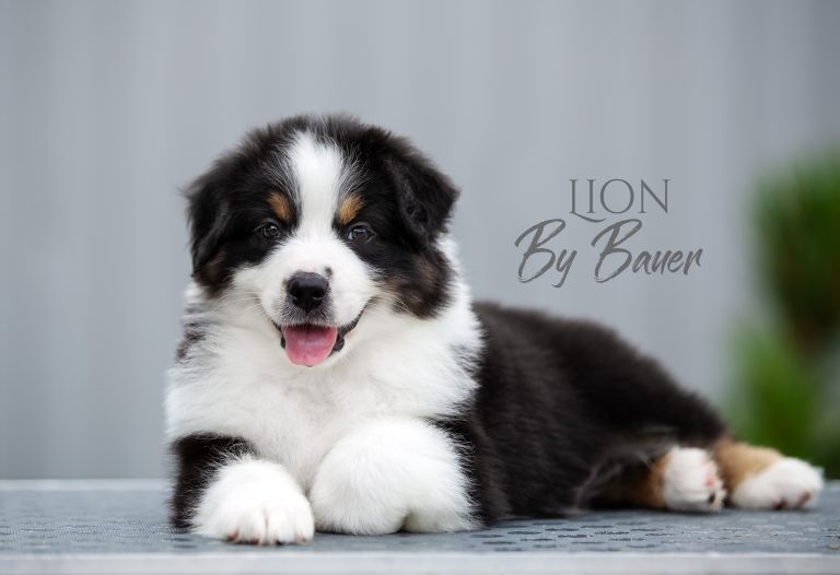 Lion by Bauer ~ БЭТМЕН