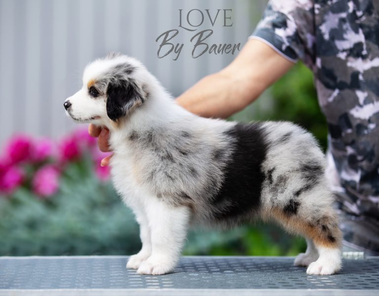 Love by Bauer ~ nbt