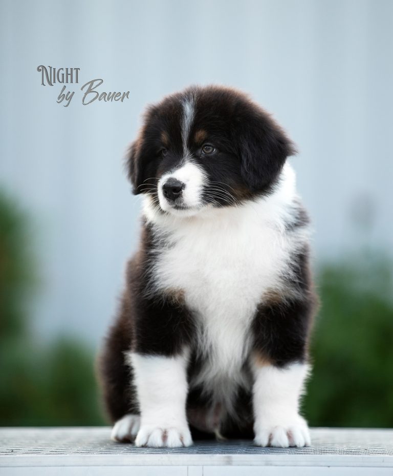 Night by Bauer ~