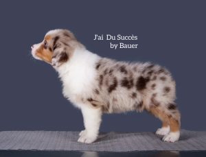J’ai Du Succès by Bauer ~ МЕРСИ, Австралийская овчарка, фото 3 — питомник by Bauer