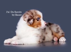 J’ai Du Succès by Bauer ~ МЕРСИ, Австралийская овчарка, фото 1 — питомник by Bauer