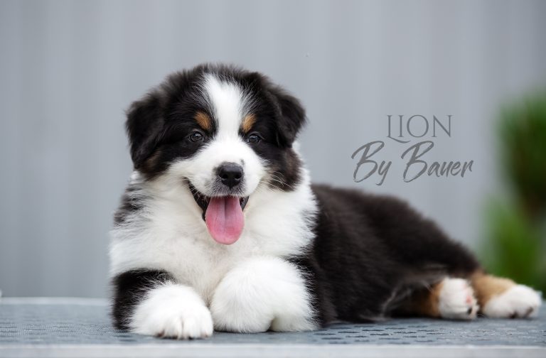Lion by Bauer ~ БЭТМЕН