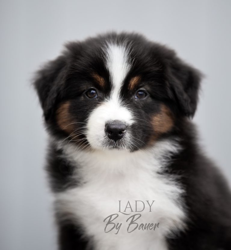 Lady by Bauer ~ nbt