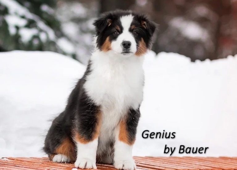 Genius by Bauer ~