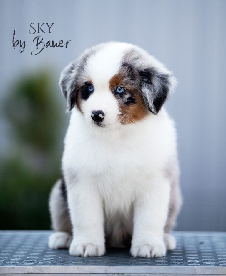 Sky by Bauer ~