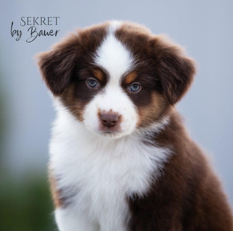 Sekret by Bauer ~