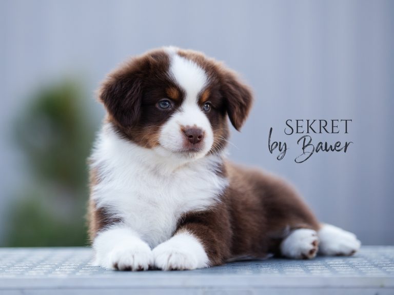Sekret by Bauer ~