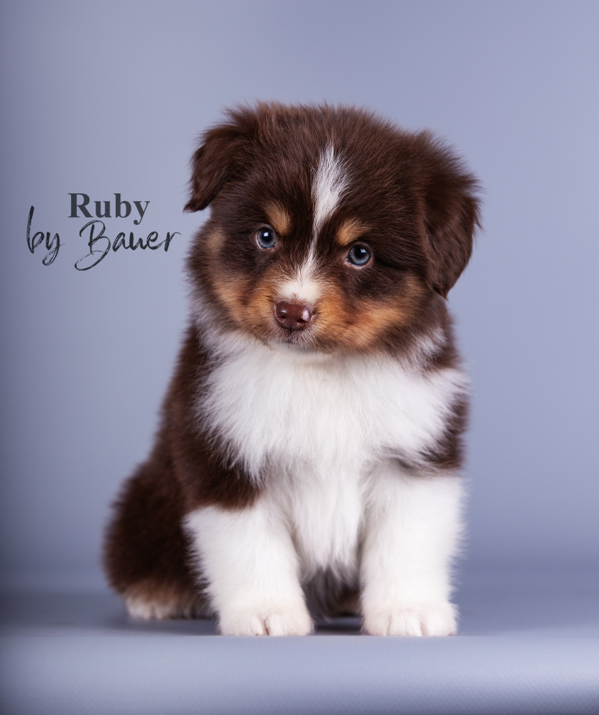 Ruby уехала в питомник папийонов ❤️