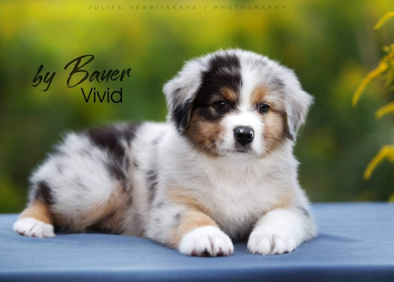 Vivid by Bauer ~ ПЕРС