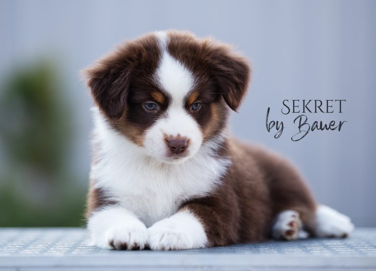 Sekret by Bauer ~