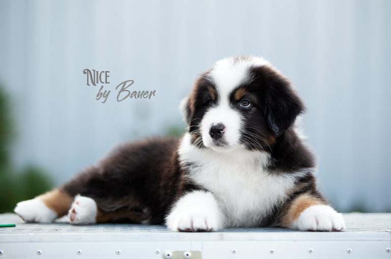 Nice by Bauer ~ АРЧИ