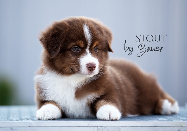 Stout by Bauer ~