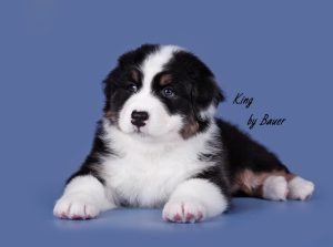 King by Bauer ~ АЛЬМАС, Австралийская овчарка, фото 2 — питомник by Bauer