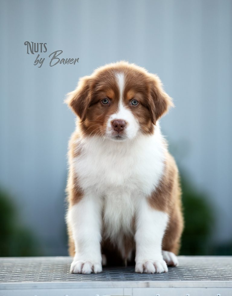 Nuts by Bauer ~