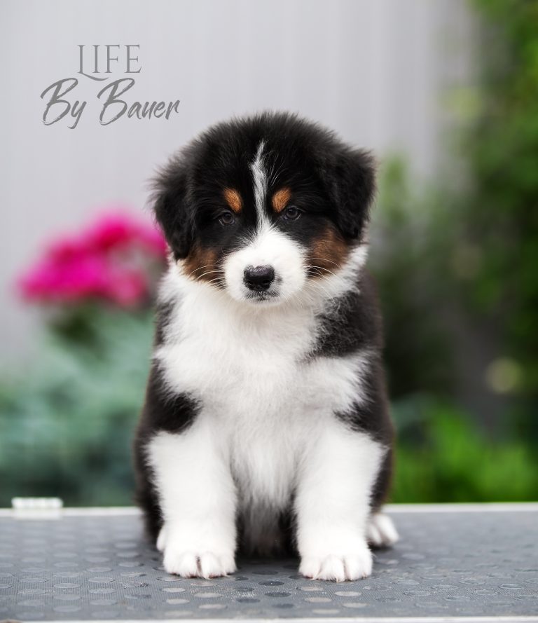Life by Bauer ~