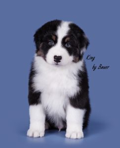 King by Bauer ~ АЛЬМАС, Австралийская овчарка, фото 6 — питомник by Bauer