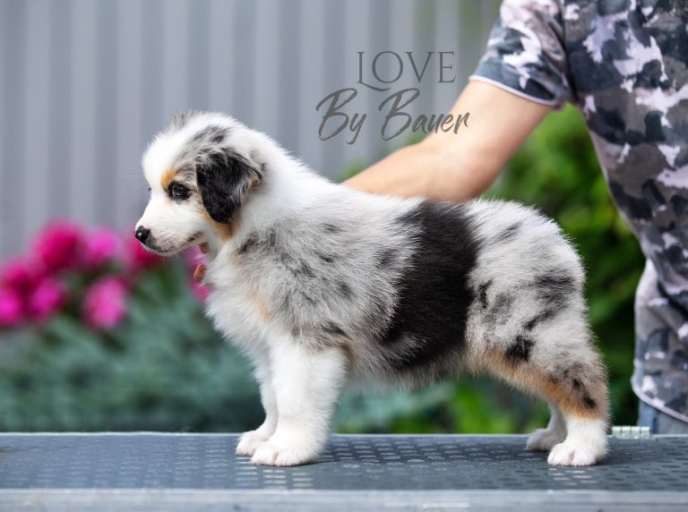 Love by Bauer ~ nbt