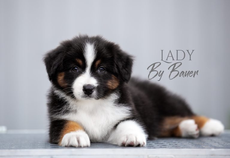 Lady by Bauer ~ nbt