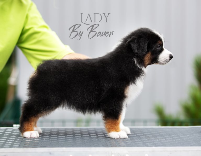 Lady by Bauer ~ nbt