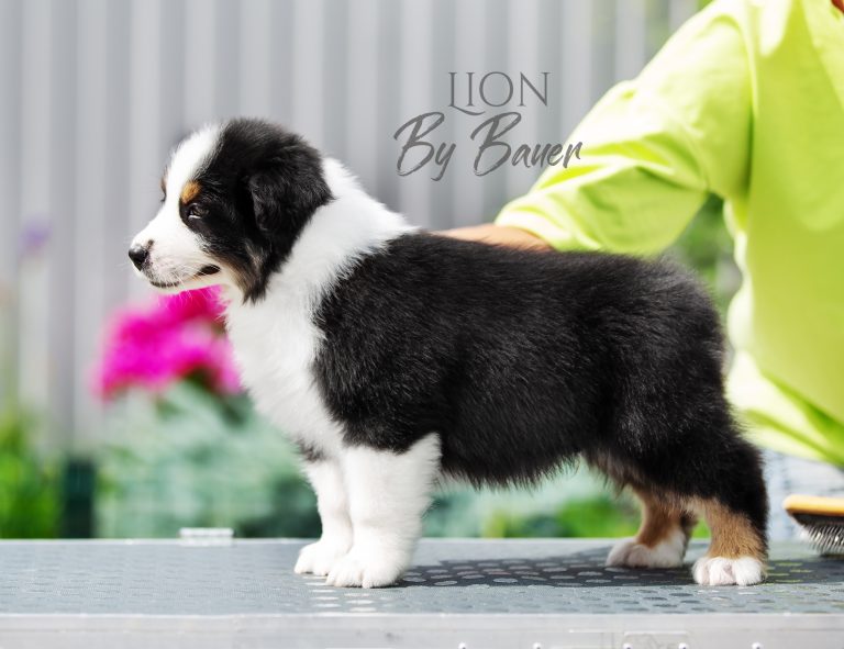 Lion by Bauer ~ БЭТМЕН