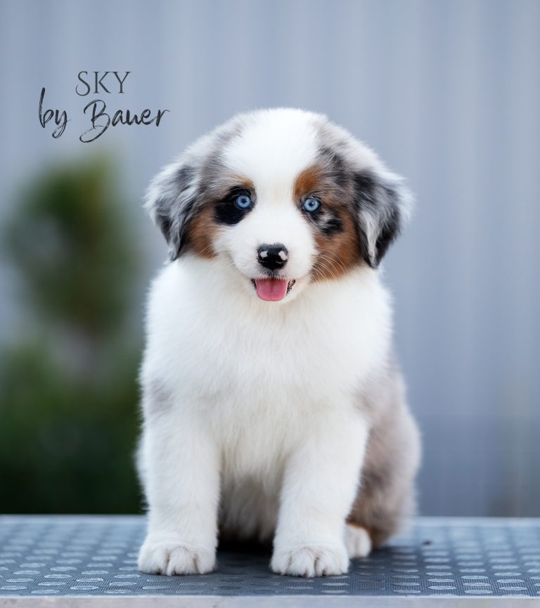 Sky by Bauer ~