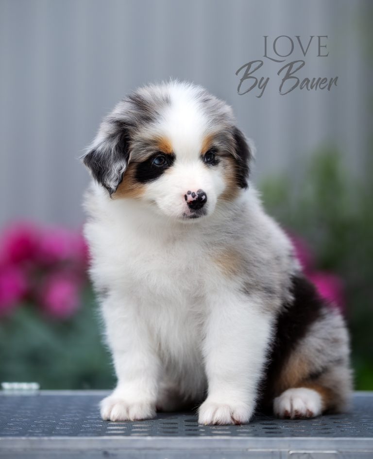 Love by Bauer ~ nbt