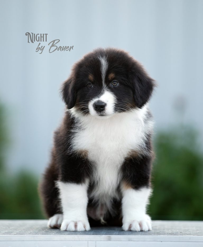 Night by Bauer ~
