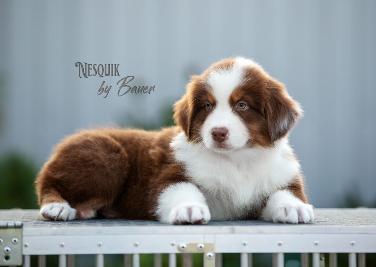 Nesquik by Bauer ~ БЕЙЛИ