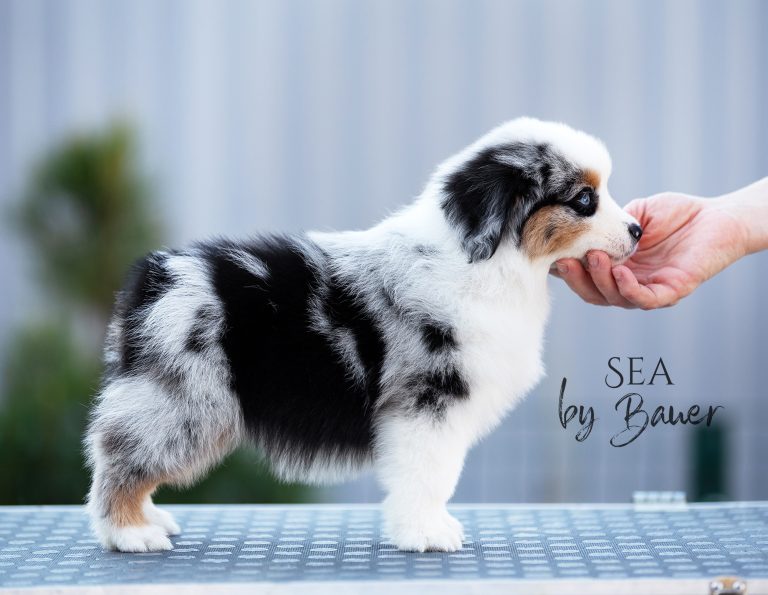 Sea by Bauer ~