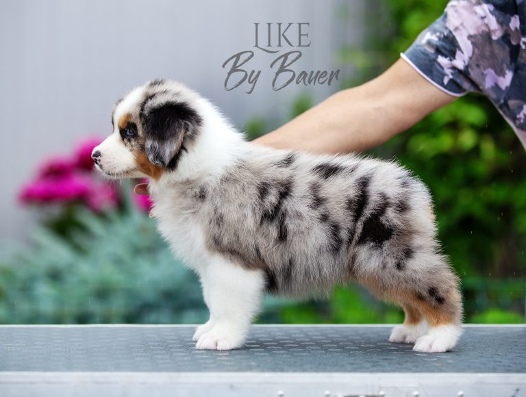 Like by Bauer ~ ВУДИ