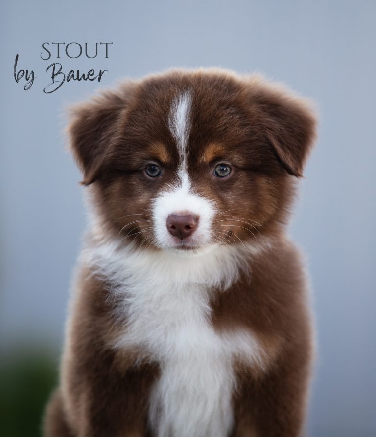 Stout by Bauer ~