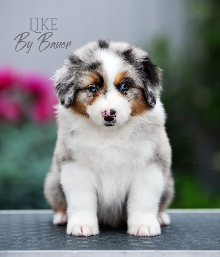 Like by Bauer ~ ВУДИ