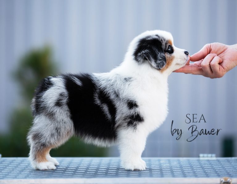 Sea by Bauer ~