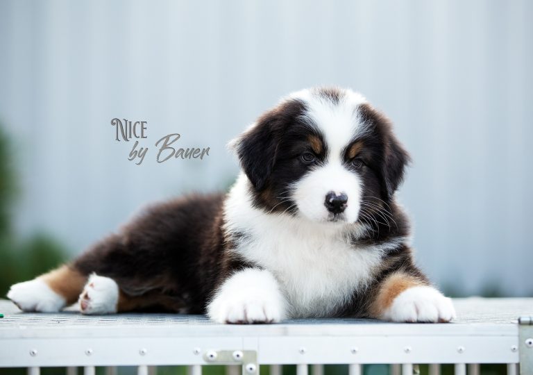 Nice by Bauer ~ АРЧИ