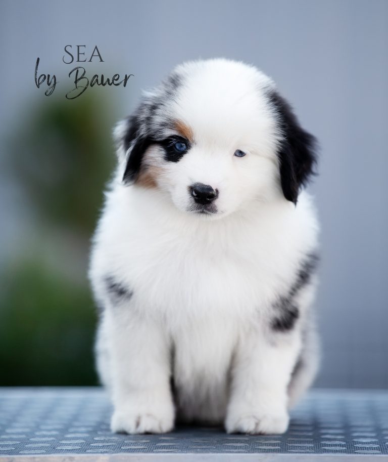Sea by Bauer ~