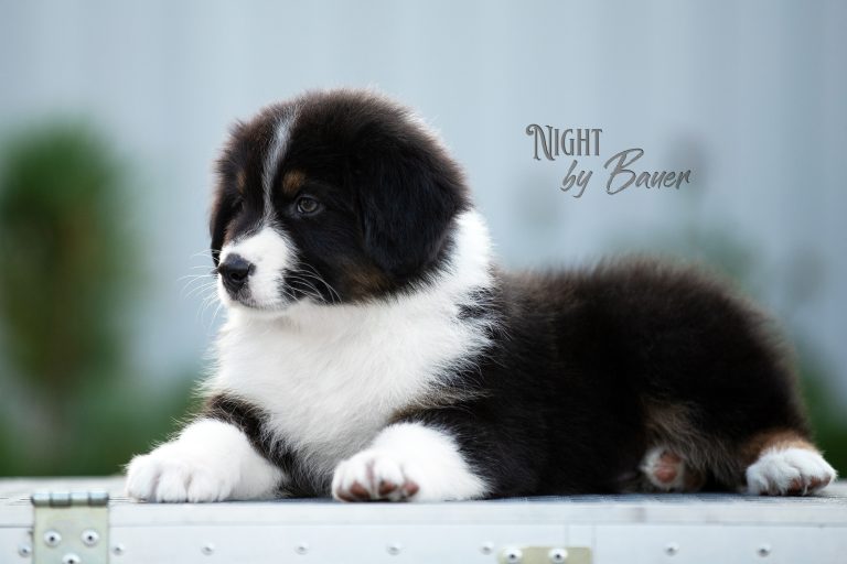 Night by Bauer ~