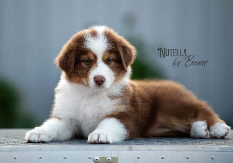 Nutella by Bauer ~
