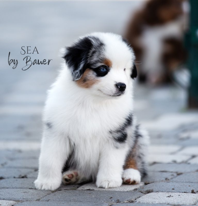 Sea by Bauer ~