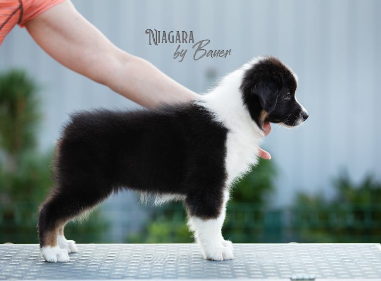 Niagara by Bauer ~