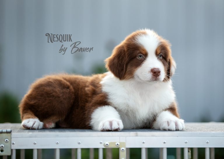 Nesquik by Bauer ~ БЕЙЛИ