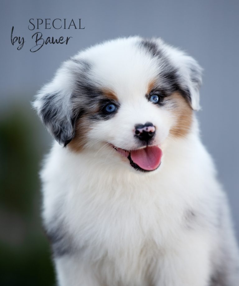 Special by Bauer ~